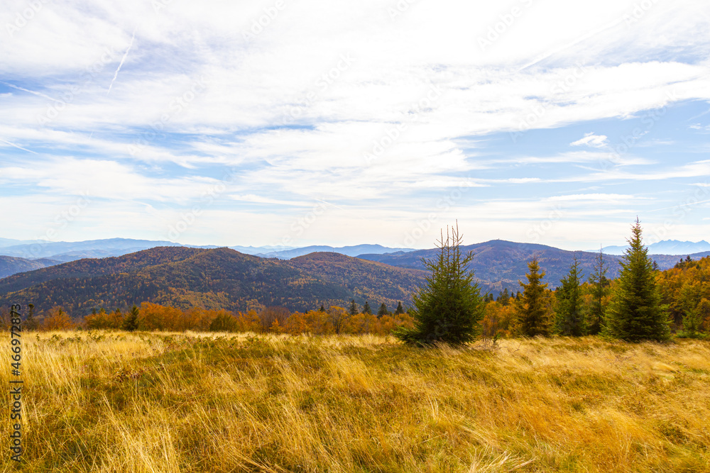 Autumn mountain is covered with yellow grass and coniferous trees