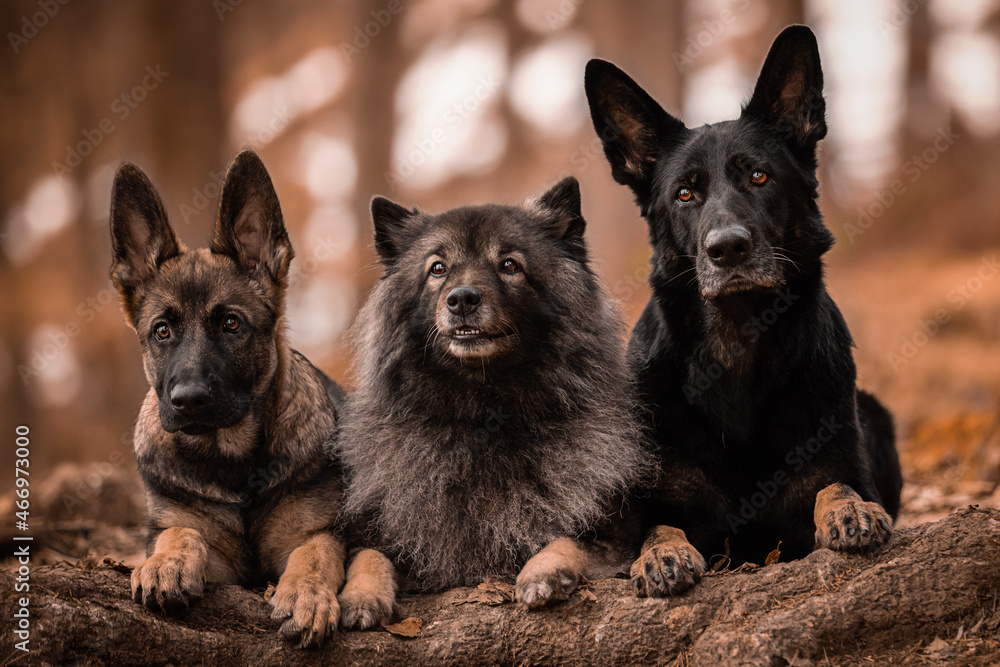 Schäferhunde