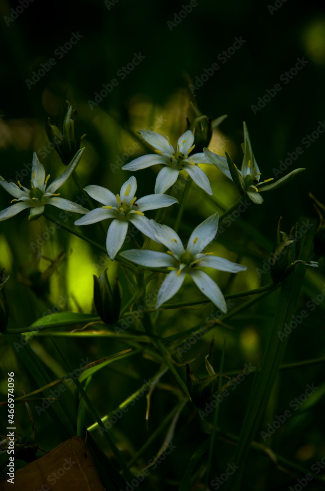 Obraz premium White Flower