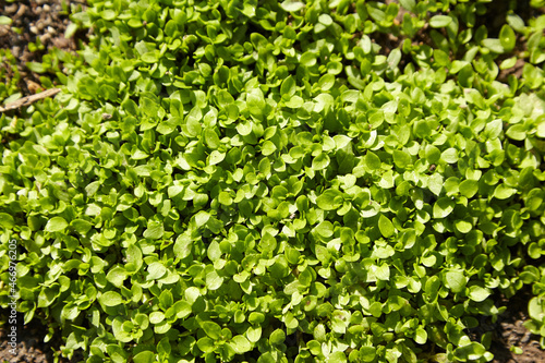 Green grass with dew summer background