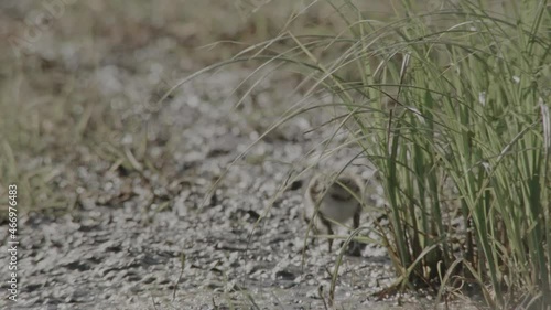 lapwing in springtime, duemmer basin  photo