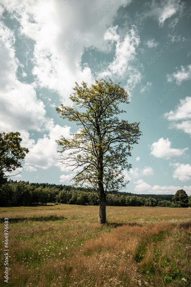 Tree in the middle of meadow at Kepelske Zhuri, Sumava national park, Czech republic