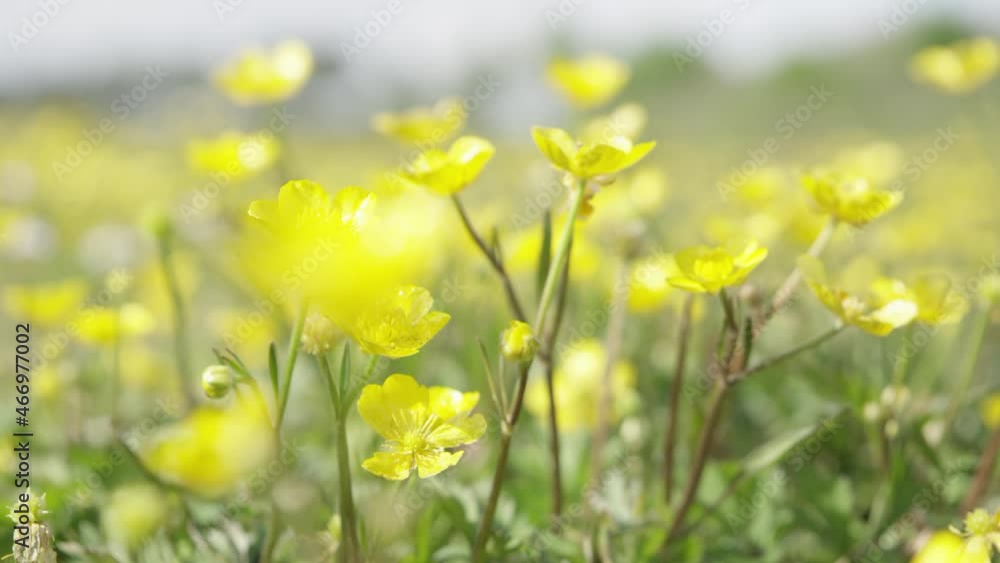 flowers on a meadow in springtime flowers on a meadow in springtime