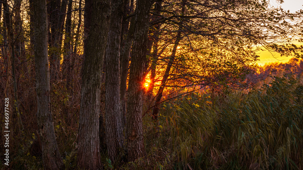 Fototapeta premium Golden hour by the Narew River