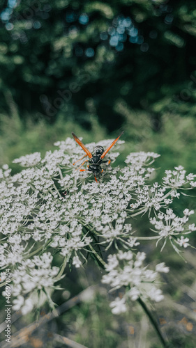 Vertical shot of a black wasp with an orange wings on white flowers with blurry background © Wirestock 