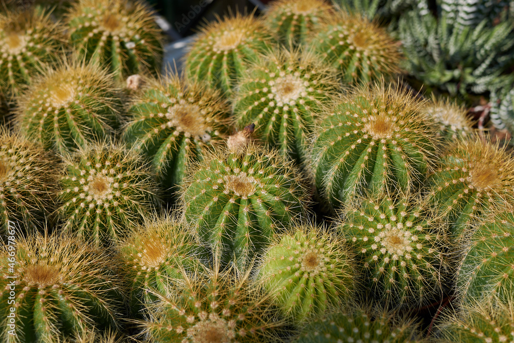 Parodia magnifica Parodia magnifica