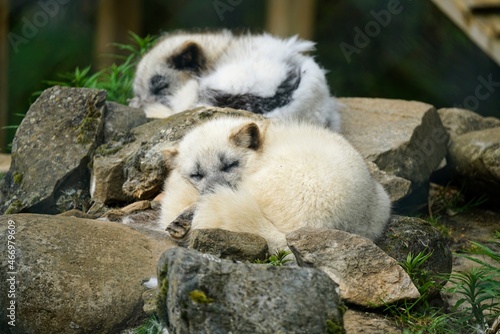Napping arctic foxes