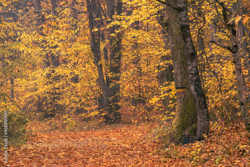 Rain and fall hues in the Monticolo Forest in South Tyrol, Italy.