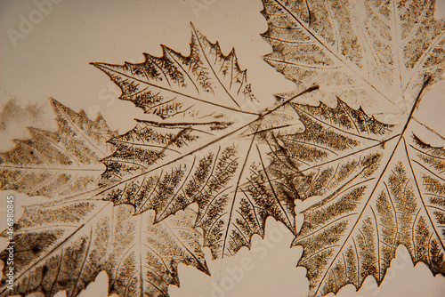 artistic image - imprints of leaves - Graphics - monoprint photo