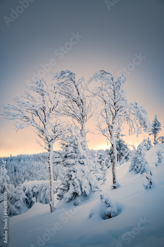Wallpaper Mural Three trees under a layer of snow after the snowstorm, Gaspesie, QC, Canada Torontodigital.ca