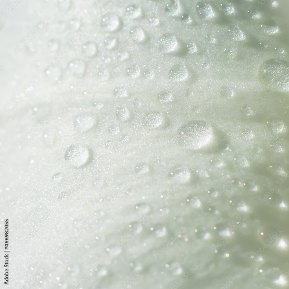 Square floral wet white rose petal with water drops Square floral wet white rose petal with water drops