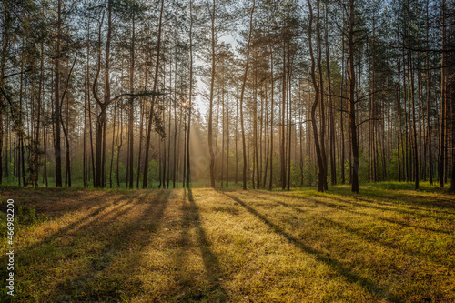 Summer landscape with foggy morning in forest