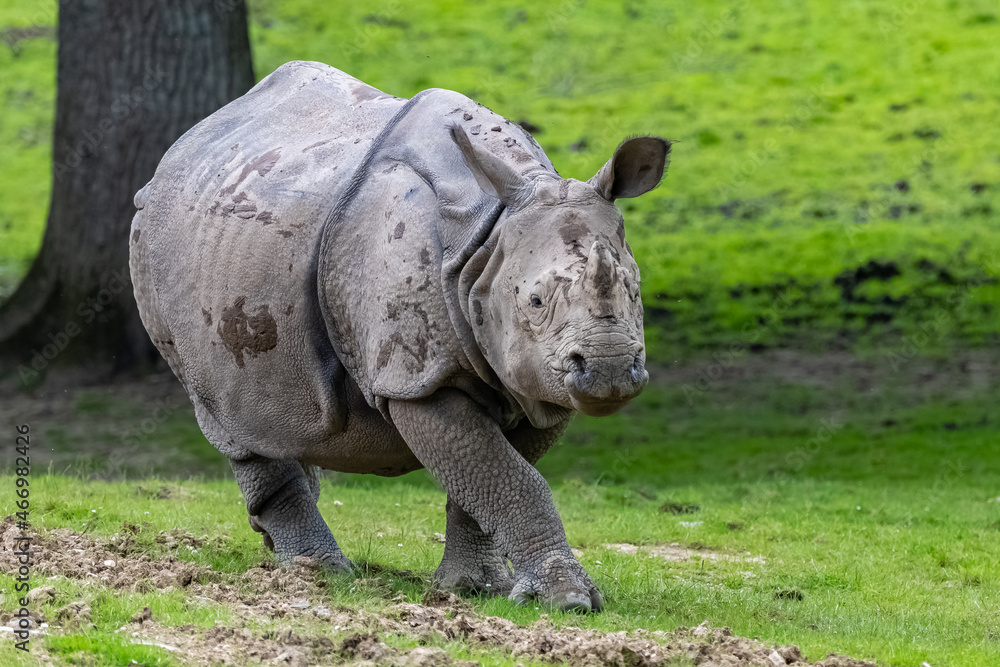 Naklejka premium Baby rhinoceros walking in the savannah 