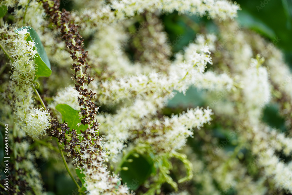 Vines with small flowers Vines with small flowers