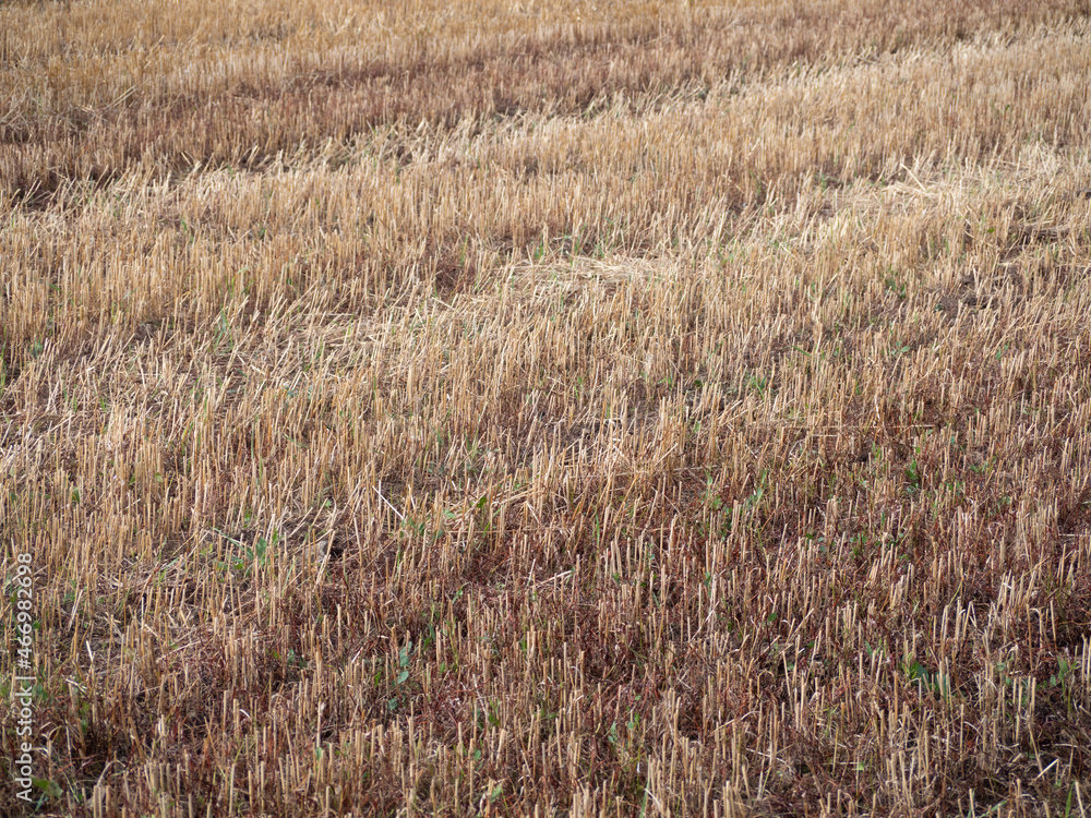 Closeup of golden wheat stubble in field, farming or nature background. Closeup of golden wheat stubble in field, farming or nature background.