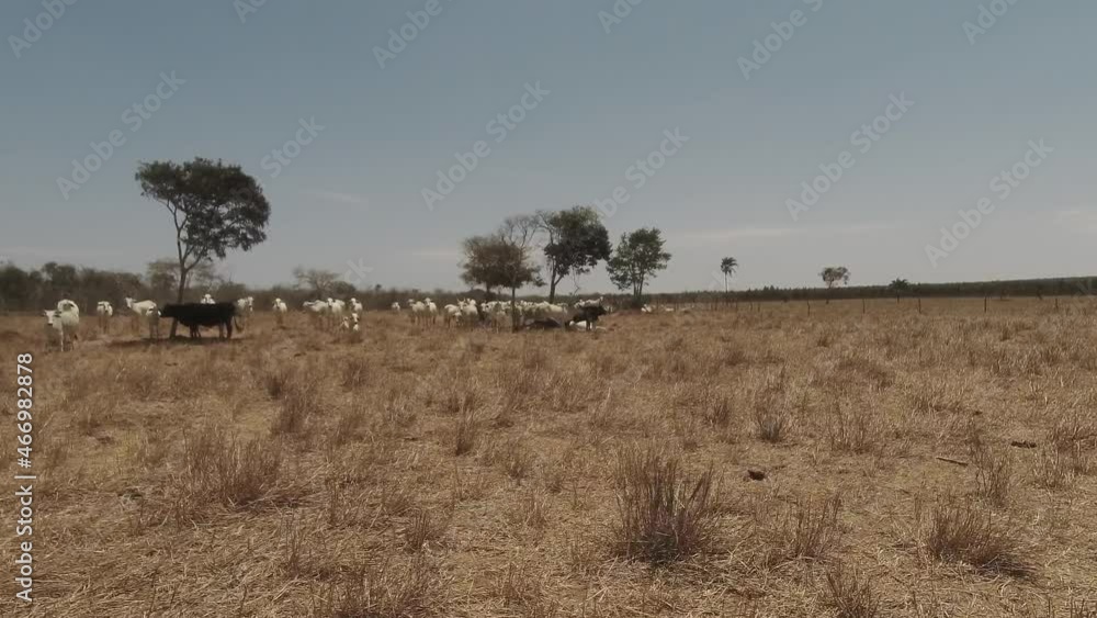 Nellore cattle grazing in a dry place on a sunny day Nellore cattle grazing in a dry place on a sunny day