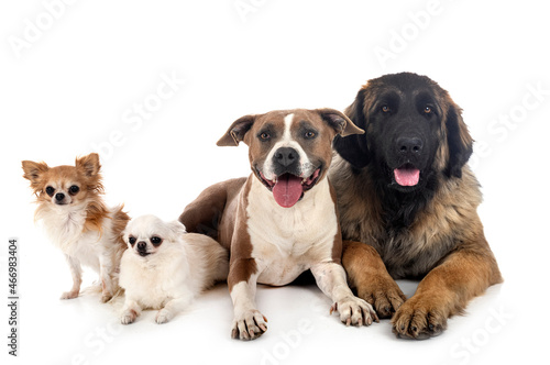 four dogs in studio