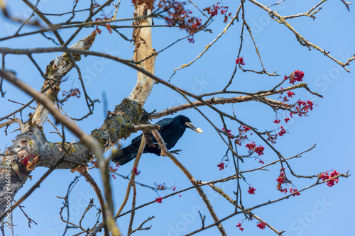 Black crow in the park looking for food