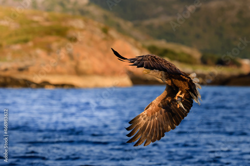 White-tailed eagle in flight, eagle with a fish which has been just plucked from the water, Flatanger, Norway, eagle with a fish flies over a sea, majestic sea eagle  photo