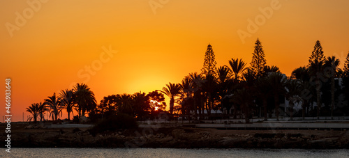 sunrise with palm trees