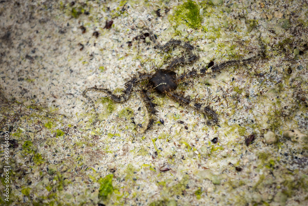 Ophiura is in the water. Ophiura (from Lat. Ophiuroidea) - benthic sea animals belonging to the type of echinoderms. Their second name is snake tails. Ophiura is in the water. Ophiura (from Lat. Ophiuroidea) - benthic sea animals belonging to the type of echinoderms. Their second name is snake tails.