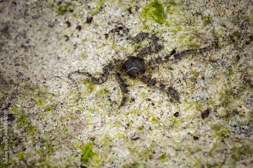 Ophiura is in the water. Ophiura (from Lat. Ophiuroidea) - benthic sea animals belonging to the type of echinoderms. Their second name is snake tails.