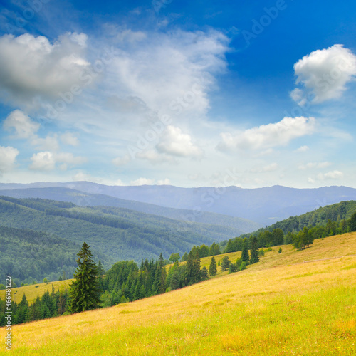 Carpathian mountains. grassy meadows and forested hill. © alinamd