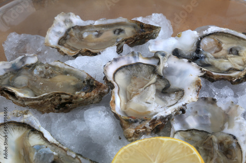 oysters