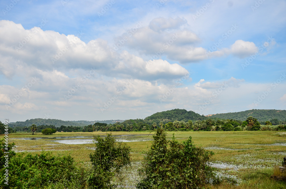 Fototapeta premium Wetlands at Adyapadi, Mangalore, India