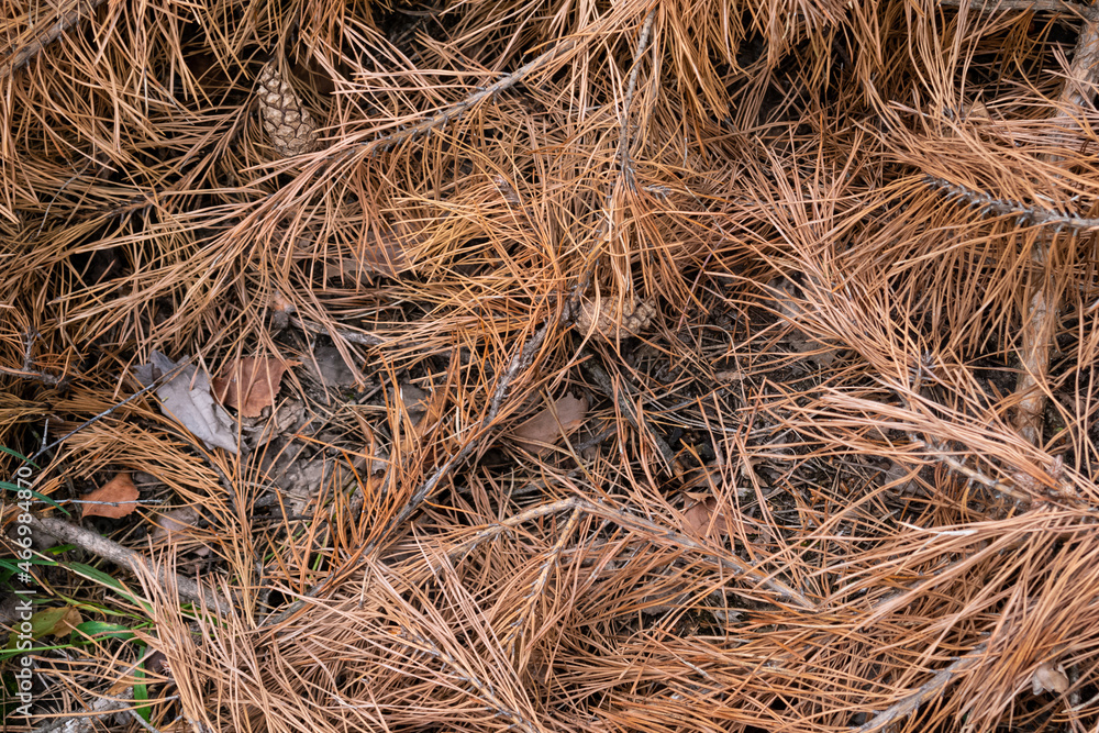 Autumn fallen pine tree branches with cones Autumn fallen pine tree branches with cones