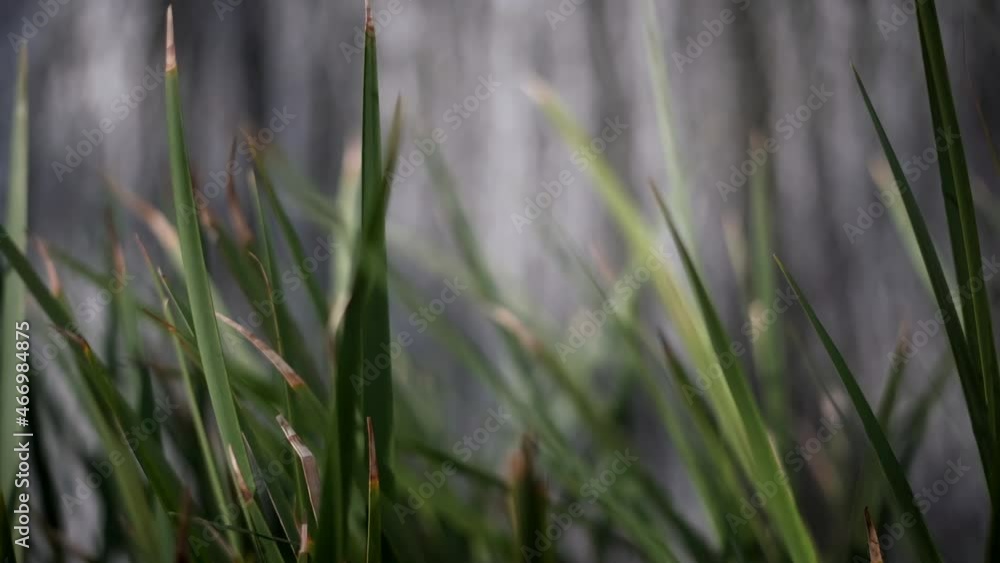 Grass in front of Waterfall 4K Grass in front of Waterfall 4K