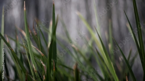 Grass in front of Waterfall 4K