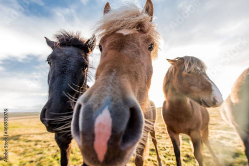 horses with beautiful and thick mane