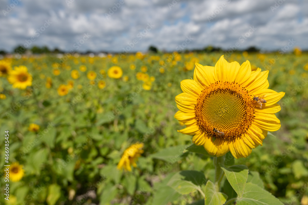 Fototapeta premium Sunflower Field