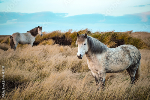 horses with beautiful and bushy mane of iceland