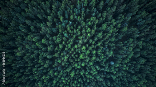 Swiss firs seen from above