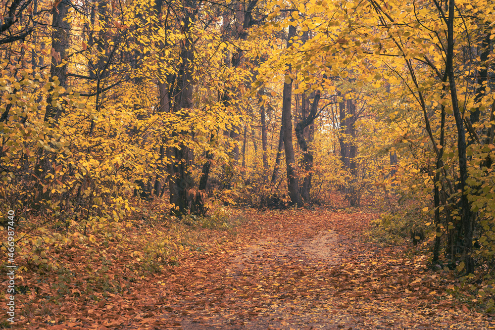 Fototapeta premium Rain and fall hues in the Monticolo Forest in South Tyrol, Italy.