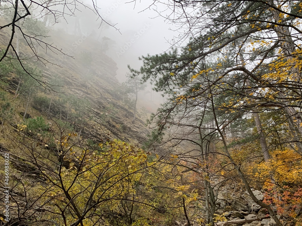 trees and rocks in the fog in the mountains in autumn trees and rocks in the fog in the mountains in autumn