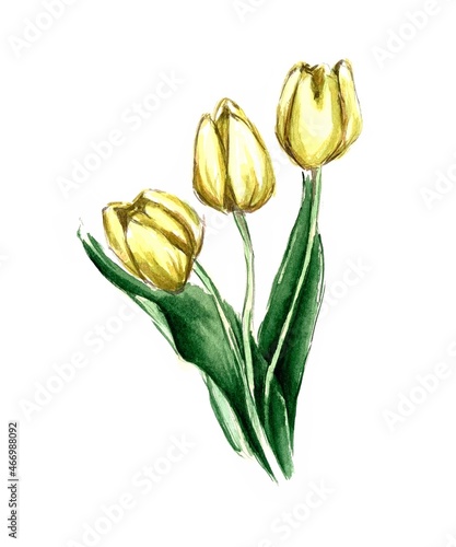 bouquet of yellow tulips watercolour Illustration  #466988092