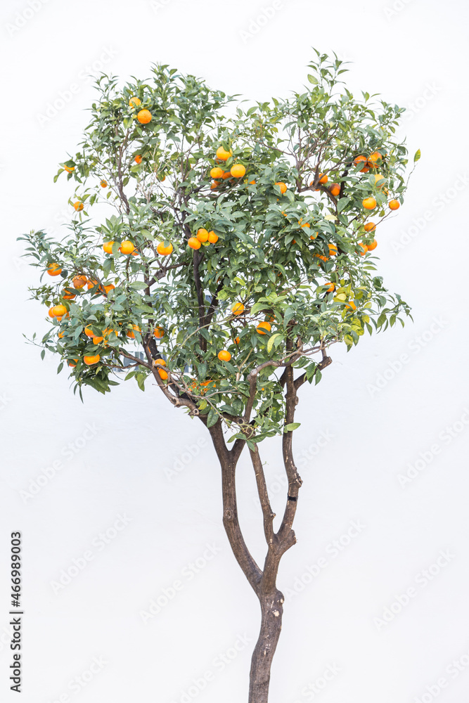 Orange trees with their fruits in a square in Andalusia