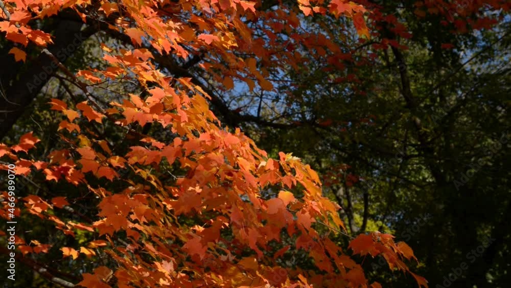Iowa Clive Autumn/Fall Red Maple Tree Iowa Clive Autumn/Fall Red Maple Tree