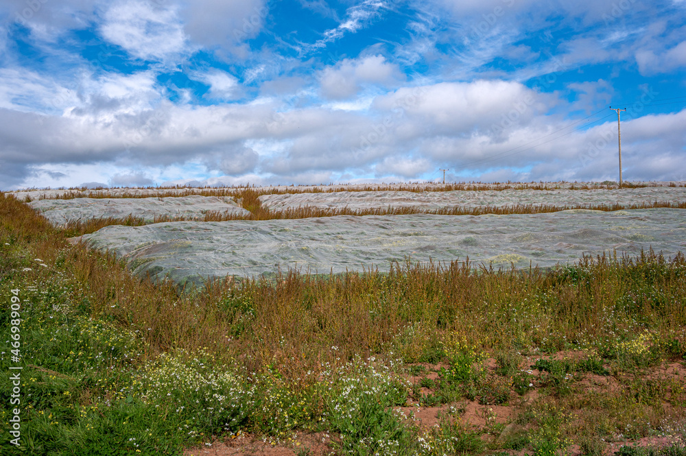 Material mesh covering to prevent rabbits and other rodents from eating ground crops Material mesh covering to prevent rabbits and other rodents from eating ground crops