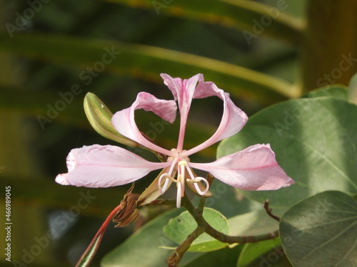 Nice flower Bauhinia purpurea