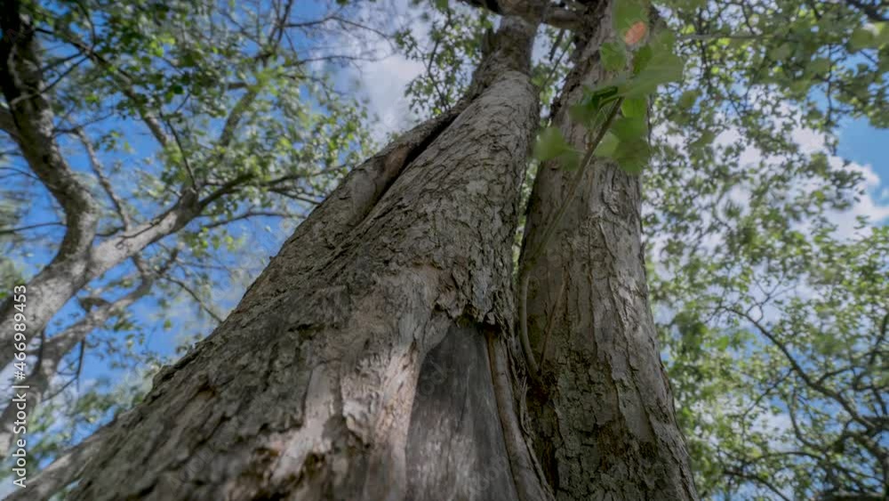 a look in the forest from the bottom up, timelapse a look in the forest from the bottom up, timelapse