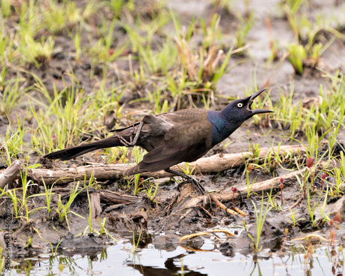 Common Grackle Photo. Close-up profile view by the water displaying feathers, beak in its environment and habitat. Image. Picture. Portrait.