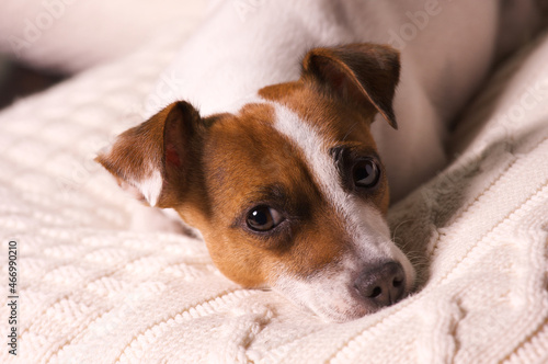 Jack Russell Terrier Puppy Dog Portrait Resting on a Pillow.