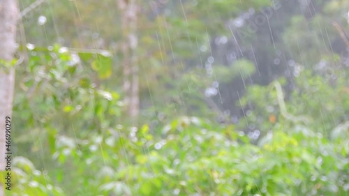 raindrops falling in the forest