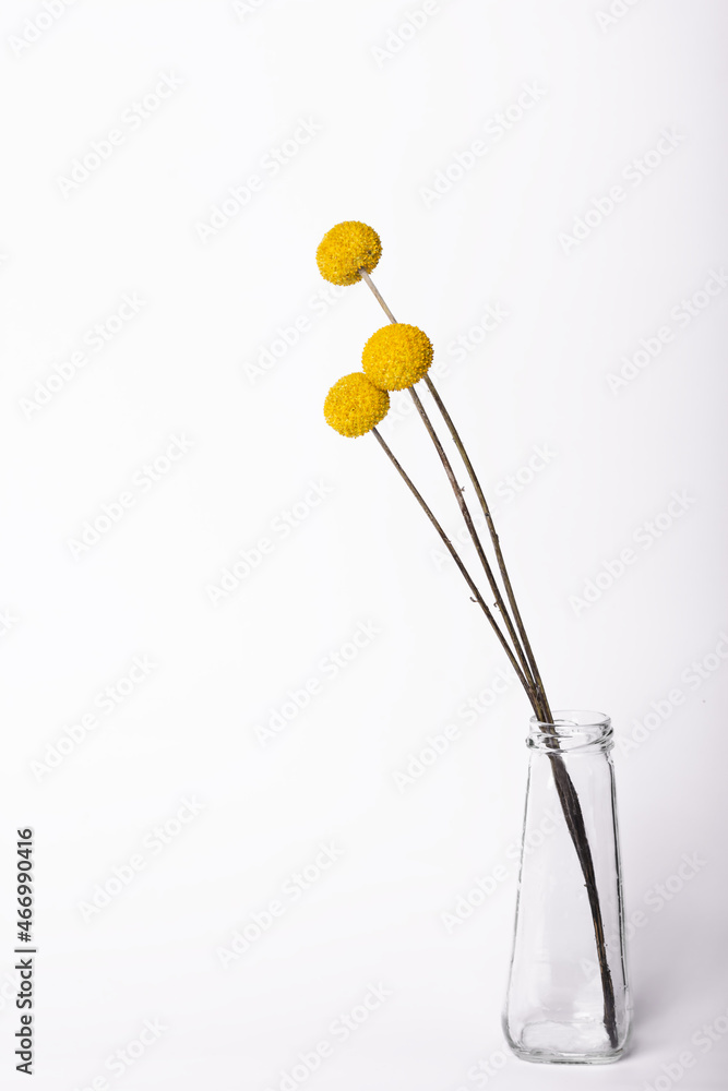 three round yellow flowers on a long thin stem in a in a glass transparent vase stand on a white background color monochrome minimalism three round yellow flowers on a long thin stem in a in a glass transparent vase stand on a white background color monochrome minimalism