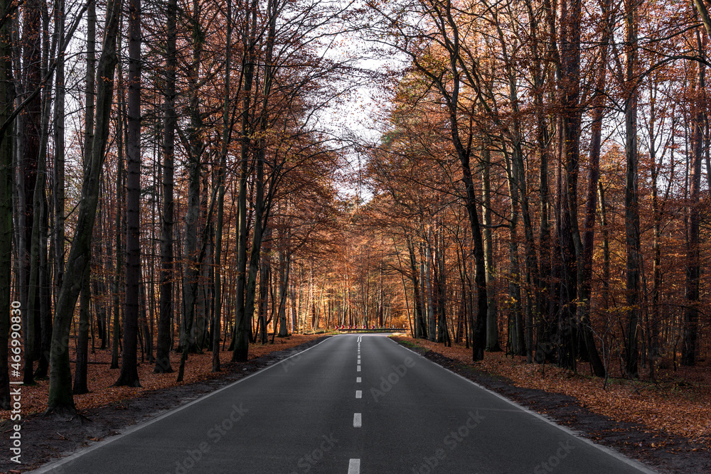 Asphalt road in autumn forest at sunny day. 