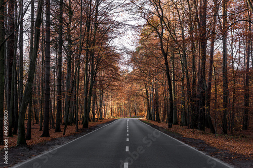 Asphalt road in autumn forest at sunny day.  © Piotr